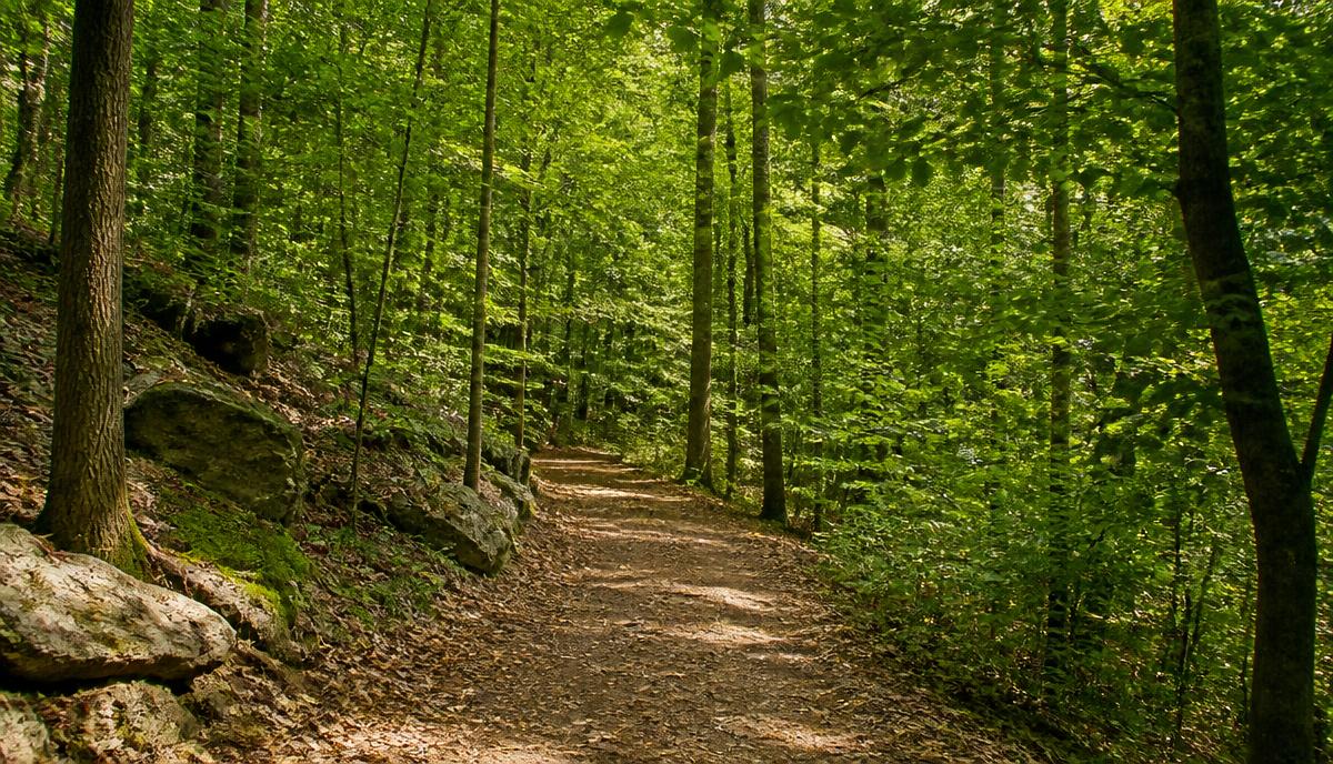 Jungle Habitat trails